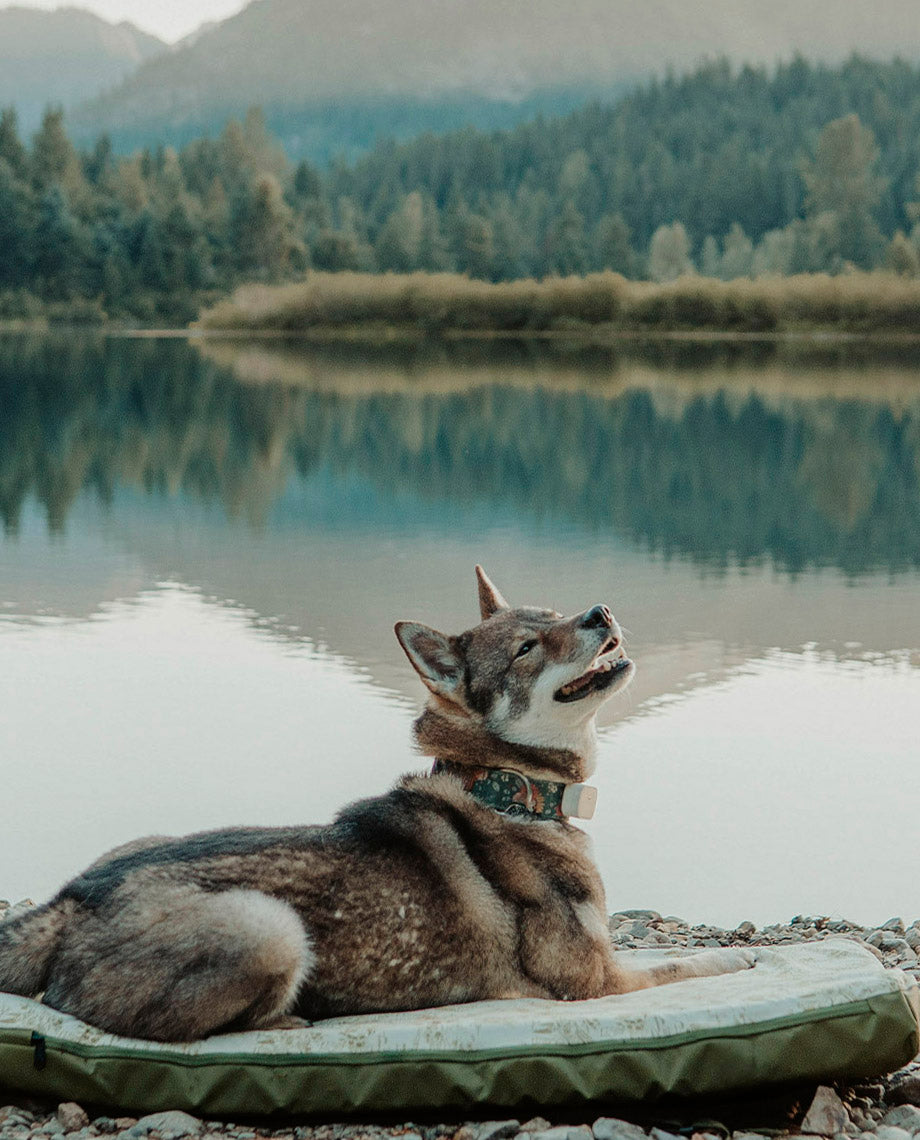 Stio x HEST Dog Bed - MD - Image 8